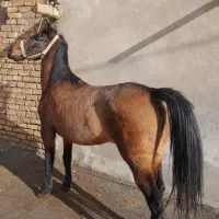 فروش مادیون درجه یک