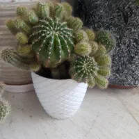 کاکتوس|گل و گیاه طبیعی|ایوان, |دیوار