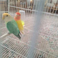 جفت کوتوله برزیلی مولد به همراه قفس