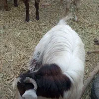 بره و بزغاله چاق کم شکم|حیوانات مزرعه|قائن, |دیوار