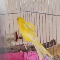 قناری درجه یک