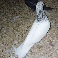 نر ماده کله سبز