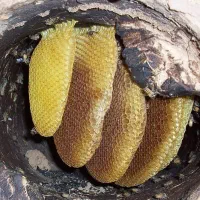 عسل وحشی ارگانیگ|خوردنی و آشامیدنی|سردرود, |دیوار