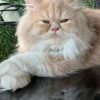 گربه پرشین. بسیار زیبا