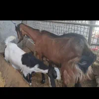 میش و بره و بز و کهره|حیوانات مزرعه|زرند, |دیوار