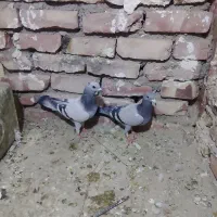 کبوتر|پرنده|شیراز, شریفآباد|دیوار