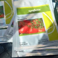 بذر گوجه خیام