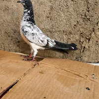یک عدد جوجه کفتر پرشی