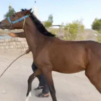 اسب درجه یک