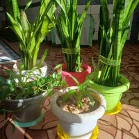 گل آپارتمانی زیبا