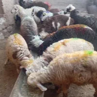 تعداد 14 راس بره