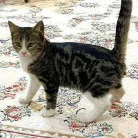 واگذاری سه بچه گربه|گربه|یزد, |دیوار