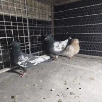 کبوتر ، کفتر