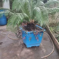 سیکاس بزرگ