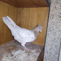 کله زرد ماده