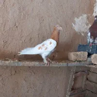 کله زرد سرخ|پرنده|آشخانه, |دیوار