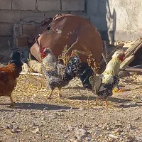 خروس محلی جوان ۳عدد همش ۲ میلیون