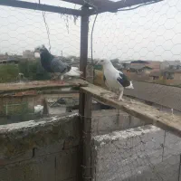 کبوتر شازده