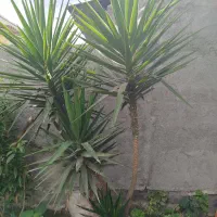 درختچه یوکا|گل و گیاه طبیعی|بندر ترکمن, |دیوار