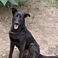 ژرمن بلک|سگ|ماسال, |دیوار