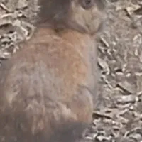 خرگوش باهوش|موش و خرگوش|مینودشت, |دیوار