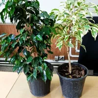 ۵ عدد گلدان آپارتمانی - ارسال رایگان در تهران|گل و گیاه طبیعی|تهران, یوسفآباد|دیوار