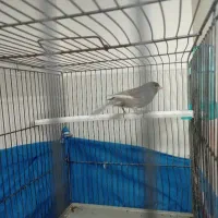 قناری|پرنده|خمینیشهر, |دیوار