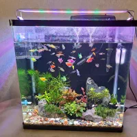 آکواریوم شیشه خم|ماهی|مشهد, کوثر|دیوار