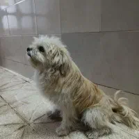 فروش سگ پا کوتاه|سگ|لنجان, |دیوار