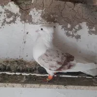 دوکت ماده|پرنده|لاران, |دیوار