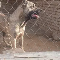 توله سرابی نه ماهه