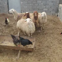 میش داشتی|حیوانات مزرعه|شیروان (خراسان), |دیوار