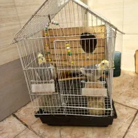 دوعدد عروس هلندی سخنگو