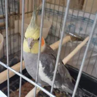 عروس هلندی نر سخنگو