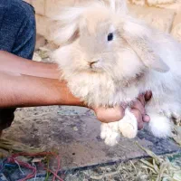 ۲عددخرگوش لپ و جرسی اصل