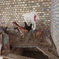 مرغ خروس همه نژاداگهی خوب بخونید