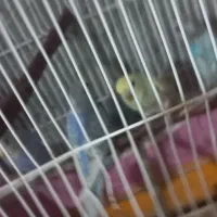 مرغ عشق|پرنده|مینودشت, |دیوار