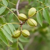 خرید مستقیم نهال گردو همراه با مشاوره رایگان|گل و گیاه طبیعی|خرمدره, |دیوار