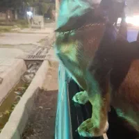 سگ پینچر انگلیسی پاکوتاه کوتوله|سگ|کرمانشاه, |دیوار