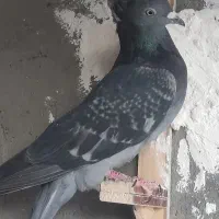 کفتر
