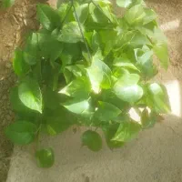 فروش عمده گل و گیاه|گل و گیاه طبیعی|بندر کنگان, |دیوار