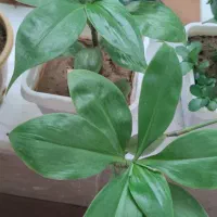 گل حسن ویوسف دومدل وموسی در گهواره وگل گندمی ابلق|گل و گیاه طبیعی|شیراز, دروازه قران|دیوار