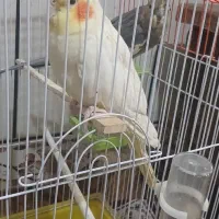 عروس هلندی