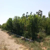 باغ|فروش دفتر صنعتی، کشاورزی، تجاری|اسلامشهر, بهرام آباد|دیوار