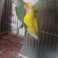 کوتوله نرماده|پرنده|تربتحیدریه, داروپخش|دیوار