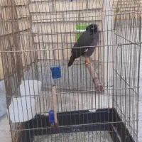 مرغ مینا سخنگو با قفس