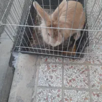 یک عددخرگوش به فروش میرسد
