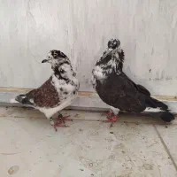 سینه باز|پرنده|سرپل ذهاب, |دیوار