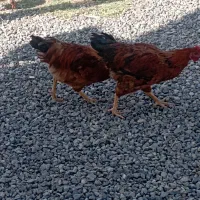 خروس و مرغ  بالغ
