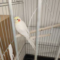 عروس هلندی سخن گو